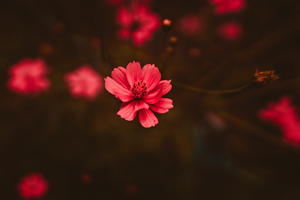 a ruby red flower