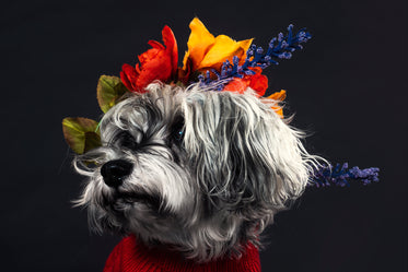 a salt and pepper terrier adorned with flowers