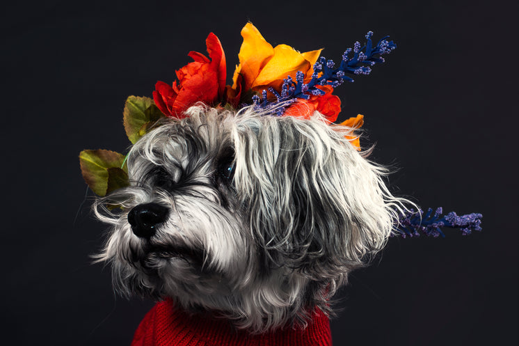 a-salt-and-pepper-terrier-adorned-with-flowers.jpg?width=746&format=pjpg&exif=0&iptc=0