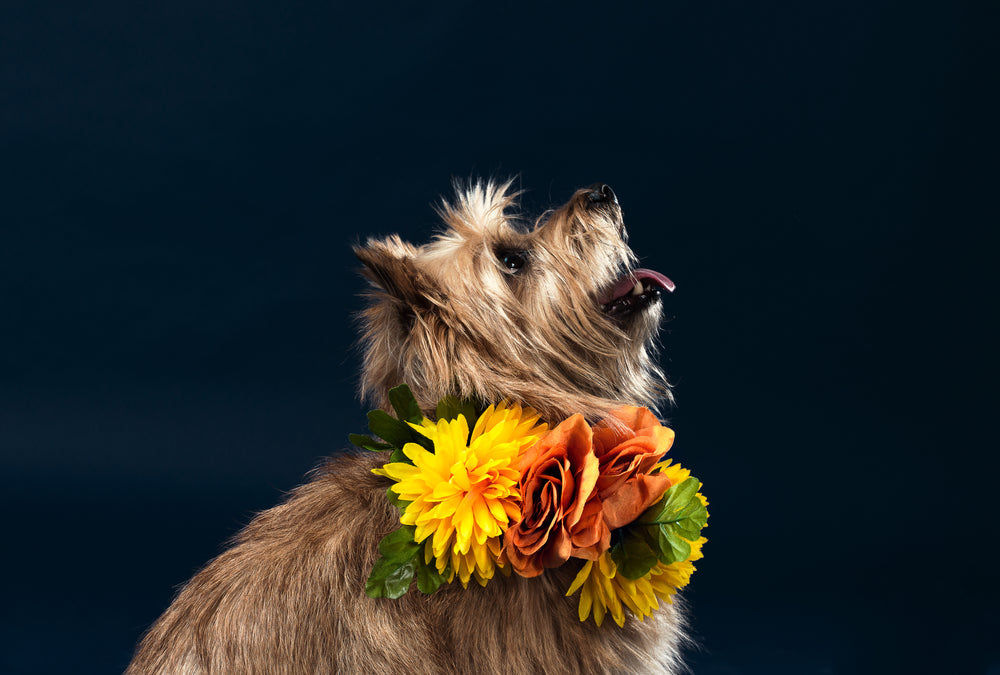 a sandy dog with summer flowers around his neck