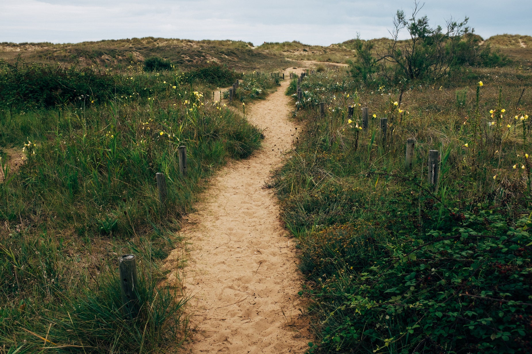Browse Free HD Images of A Sandy Footpath Winds Through Grass Fields