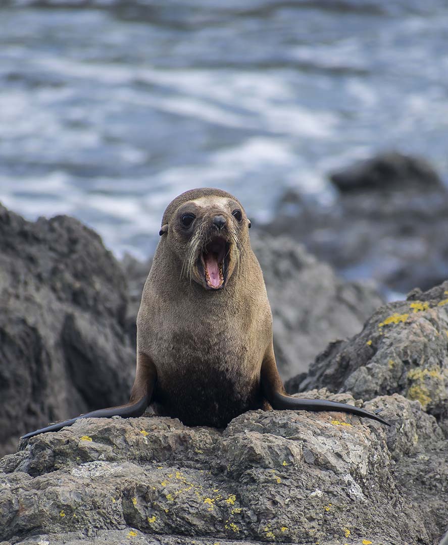 a sea lion yawns by the shoreline