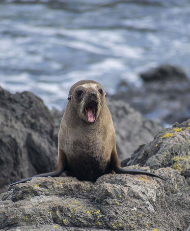 a sea lion yawns by the shoreline