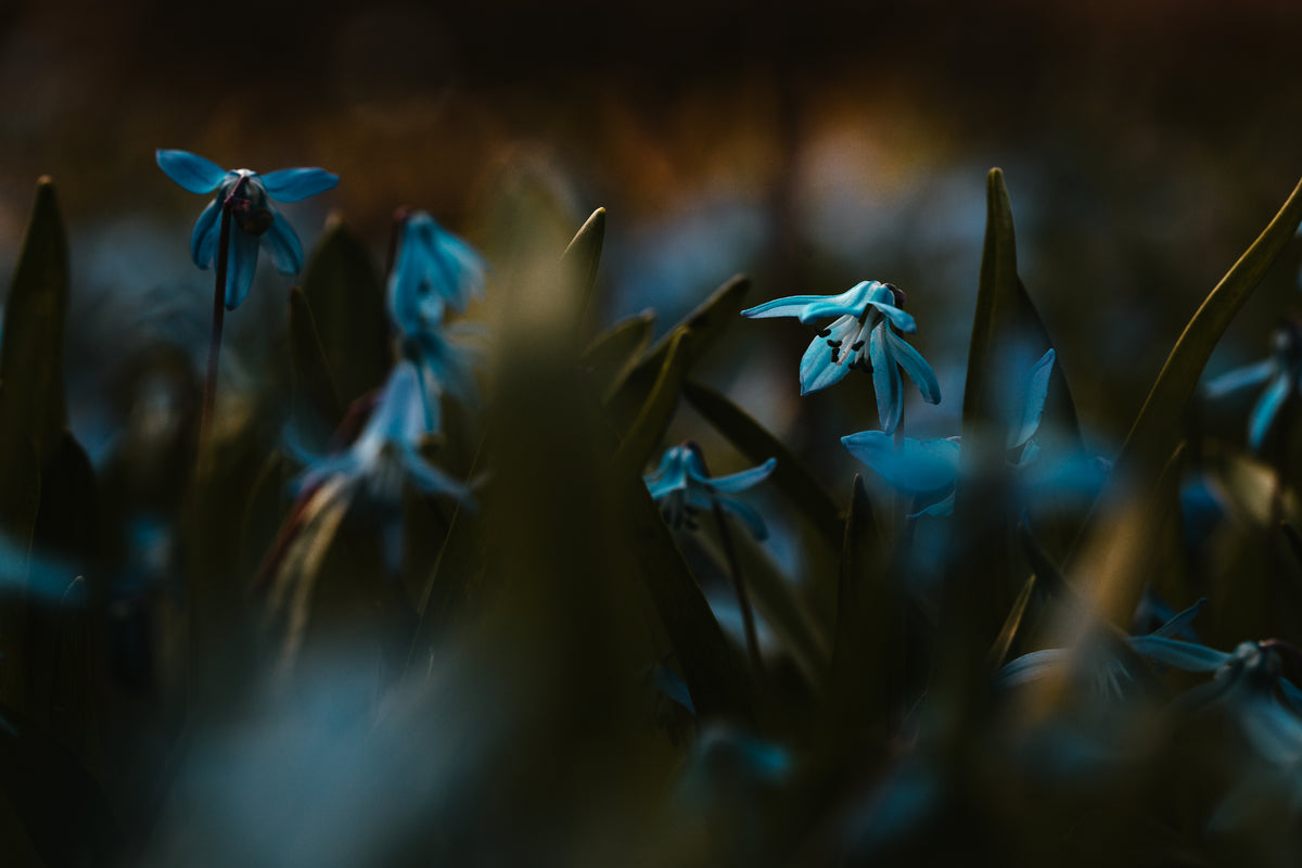 a sea of blue bells in a dark field