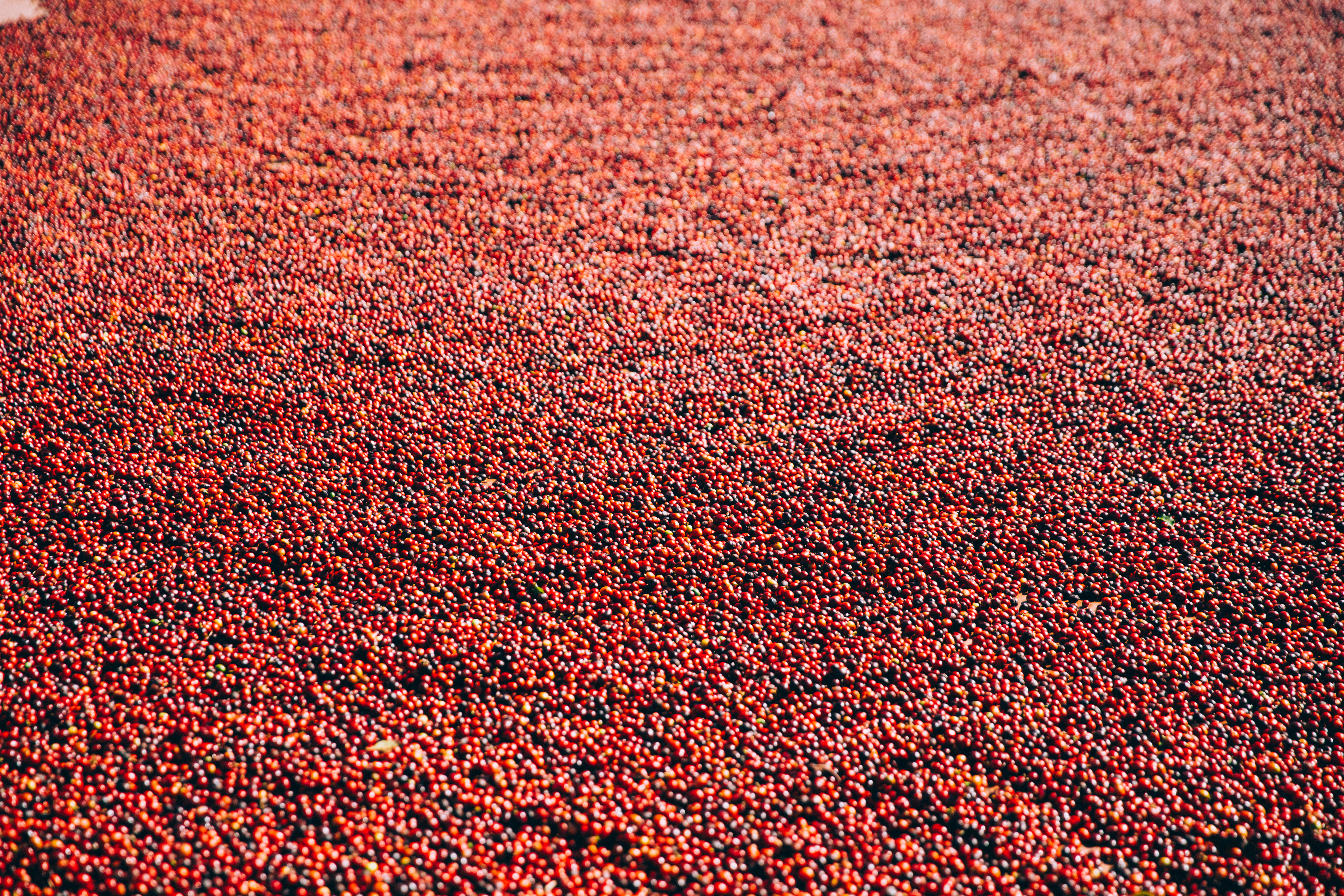 A Sea Of Coffee Beans