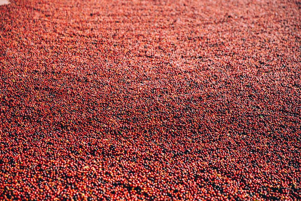 a sea of coffee beans