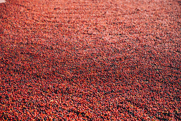 a sea of coffee beans