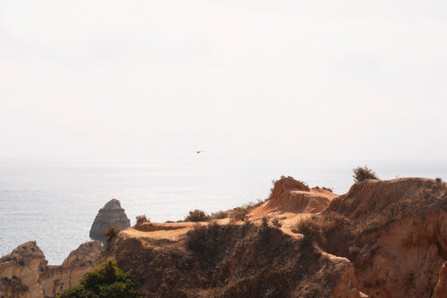 a seagull glides over a cliffside