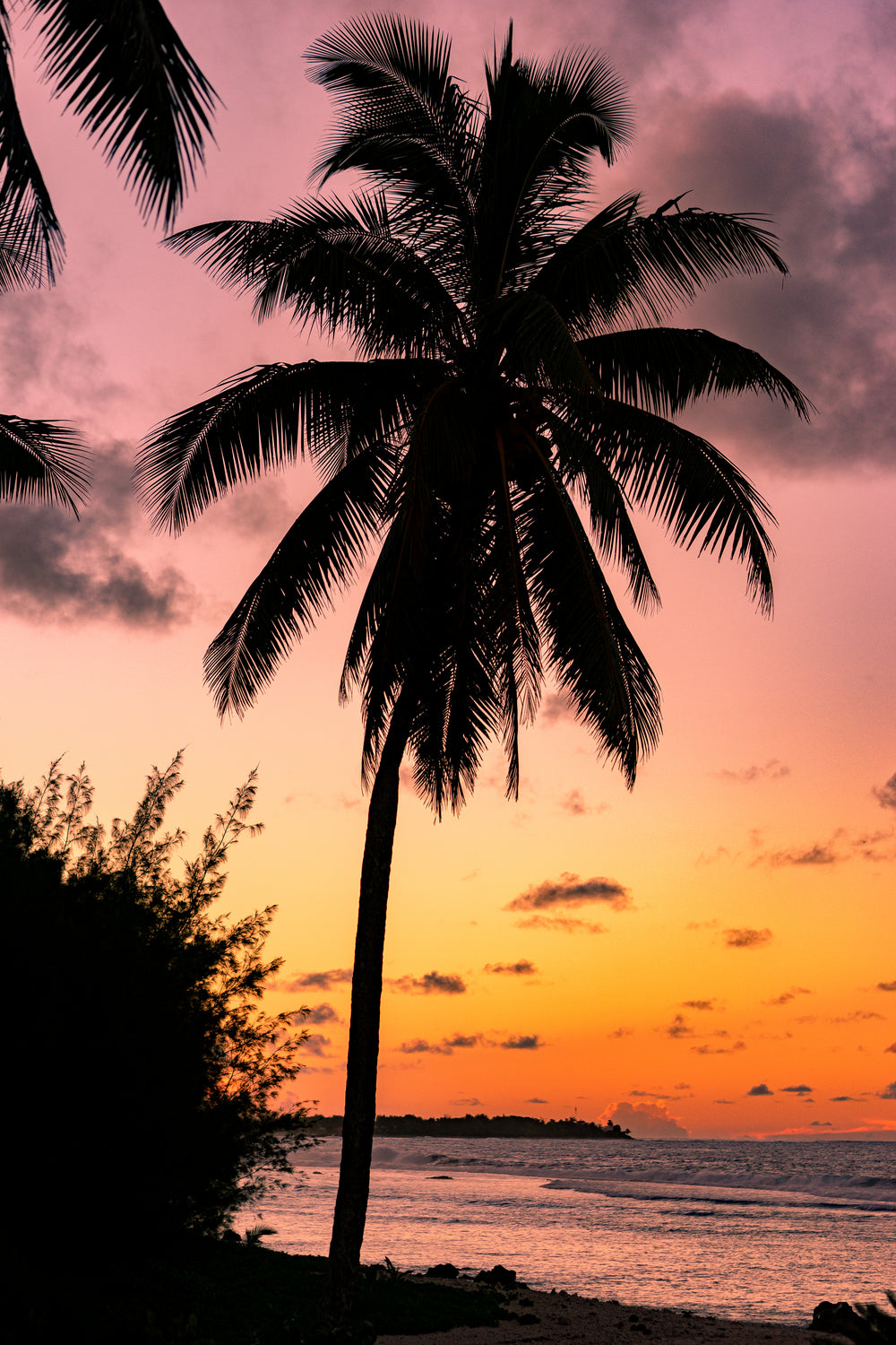 a silhouetted palm tree at sunset