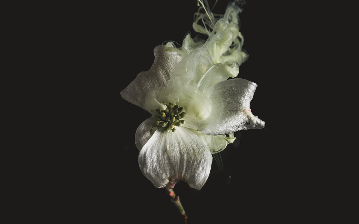 一朵丝质的花散发出滚滚白烟