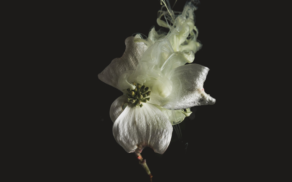 a silken flower emits billows of white smoke
