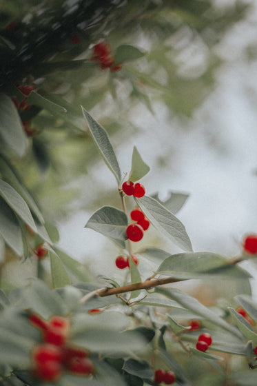 a silver buffaloberry branch