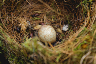 a single brown speckled egg in a little nest