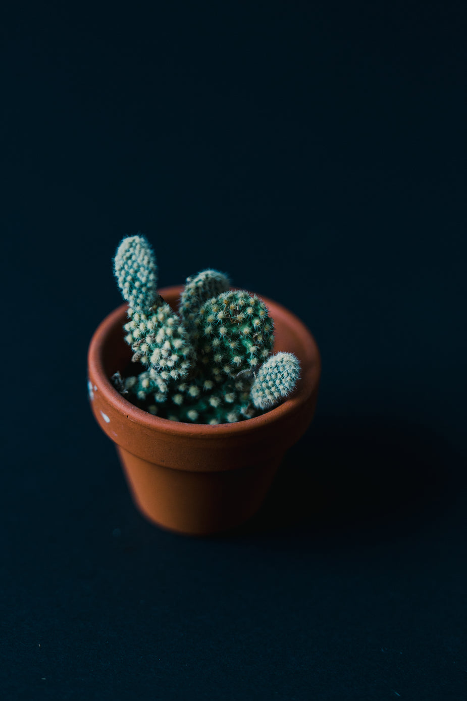 Still Life Natural Cactus Plants With Space Background Stock Photo, Picture  and Royalty Free Image. Image 95537206.