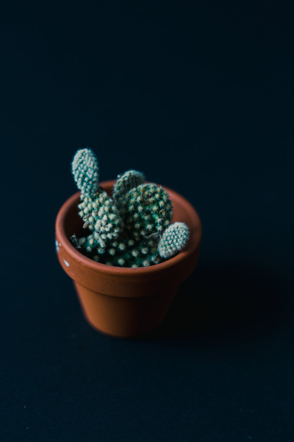 a single cactus on a blue background