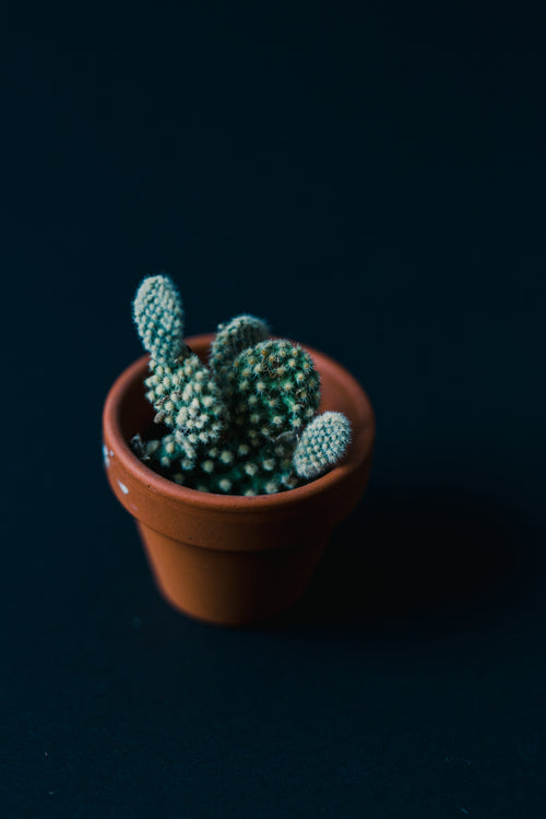 a single cactus on a blue background