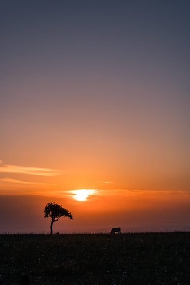 a single tree and cow silhouetted by the sunrise