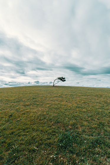 a single tree in the middle of a green grassy field
