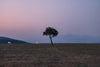 a single tree in the middle of the frame at sunset
