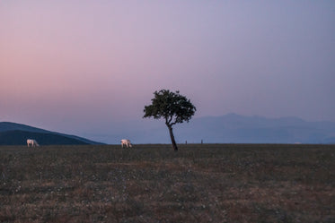 a single tree in the middle of the frame at sunset
