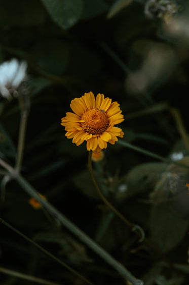 a single yellow chrysanthemum flower
