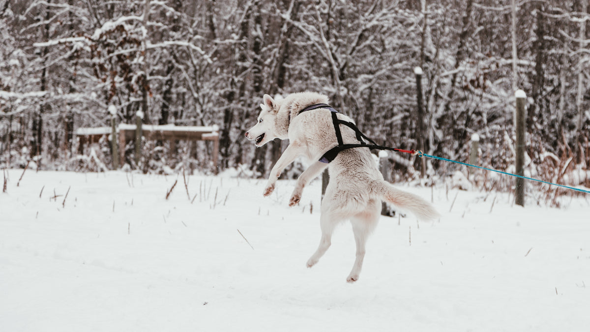 a sled dog leaps into the air with excitement