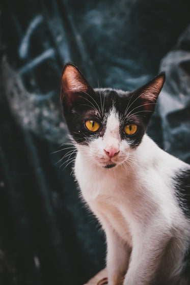 a small black and white street cat