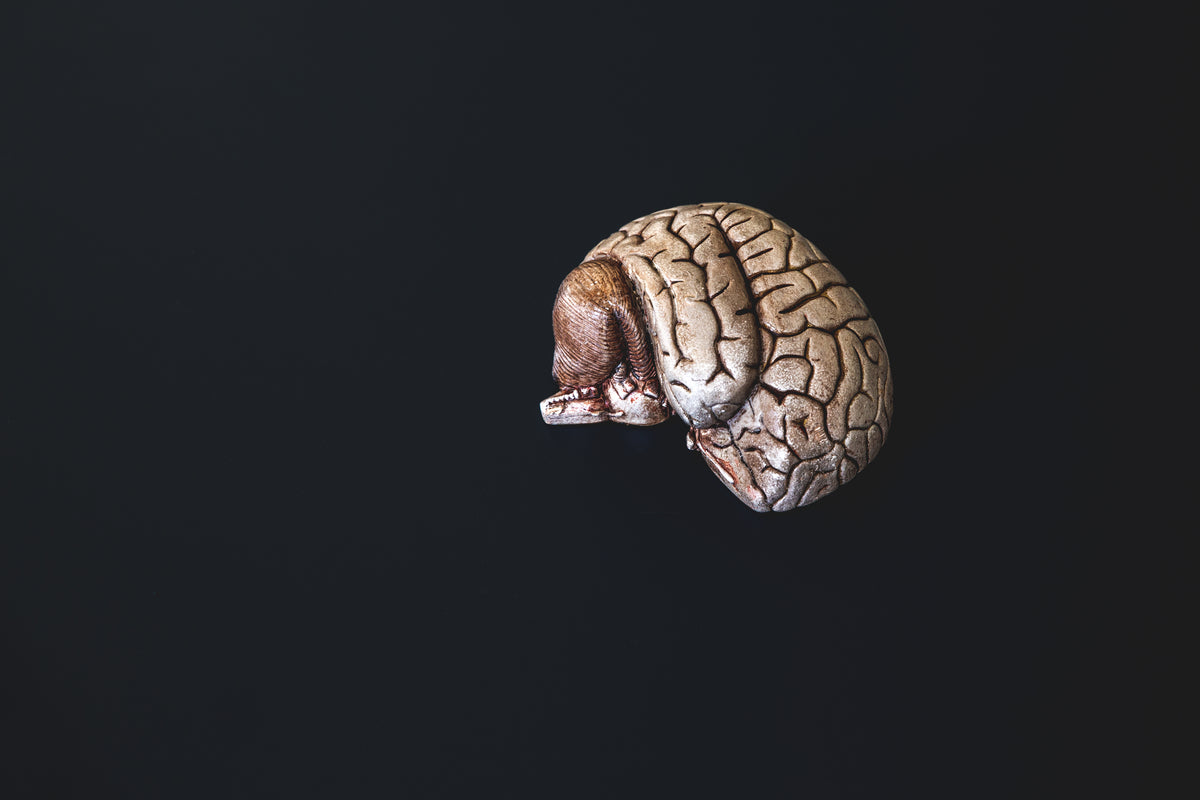 a small bronzed model brain