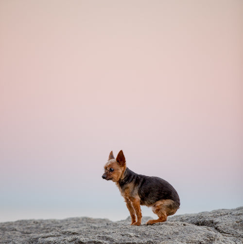 a small dog sits on a rock under sunset