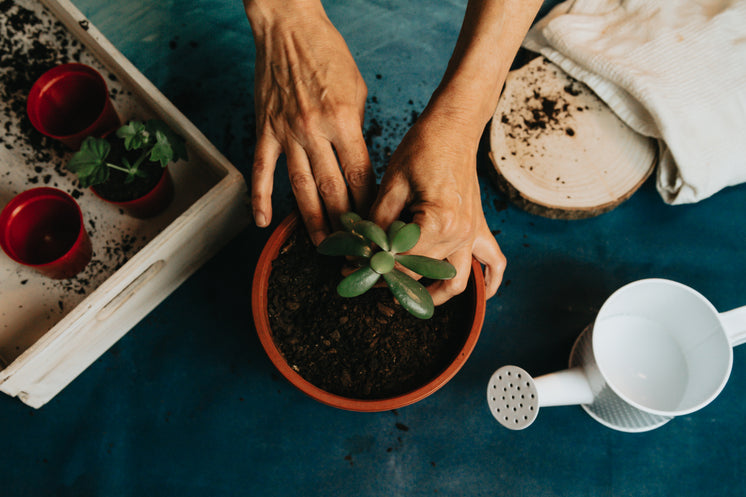 a-small-plant-into-a-red-pot-with-watering-can.jpg?width=746&format=pjpg&exif=0&iptc=0