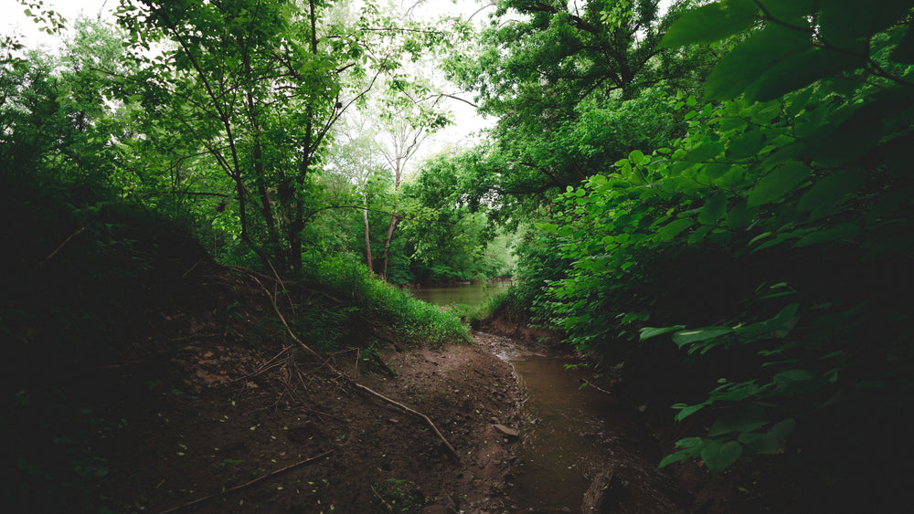 a small stream runs along a bank