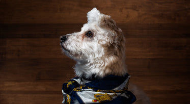 a small white terrier looking stylish