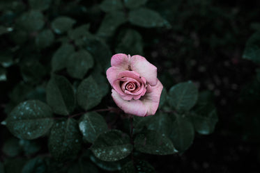 a soft pig-pink little rose bud peeks out at grey weather