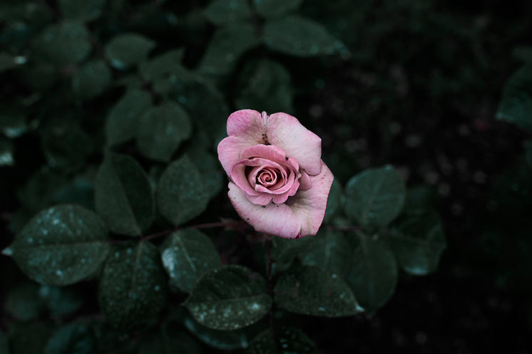 A Soft Pig-Pink Little Rose Bud Peeks Out At Grey Weather