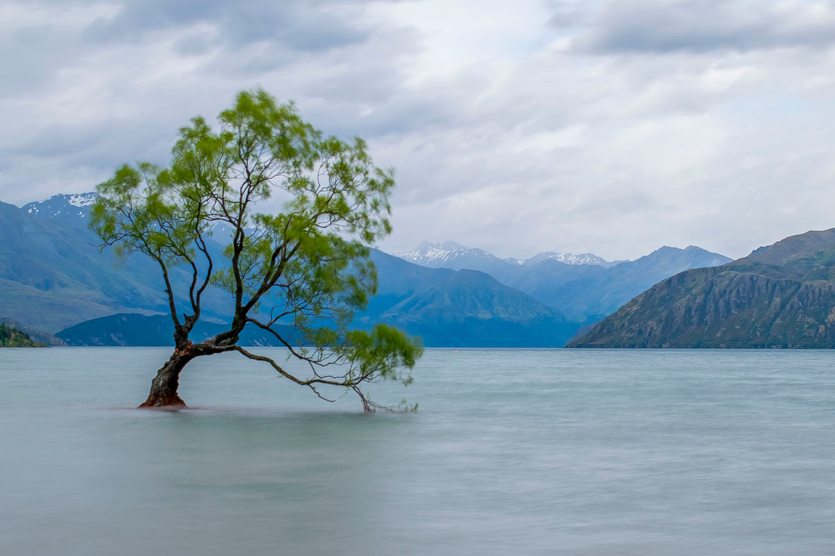 a solitary tree in a foggy lake with a mountainous backdrop