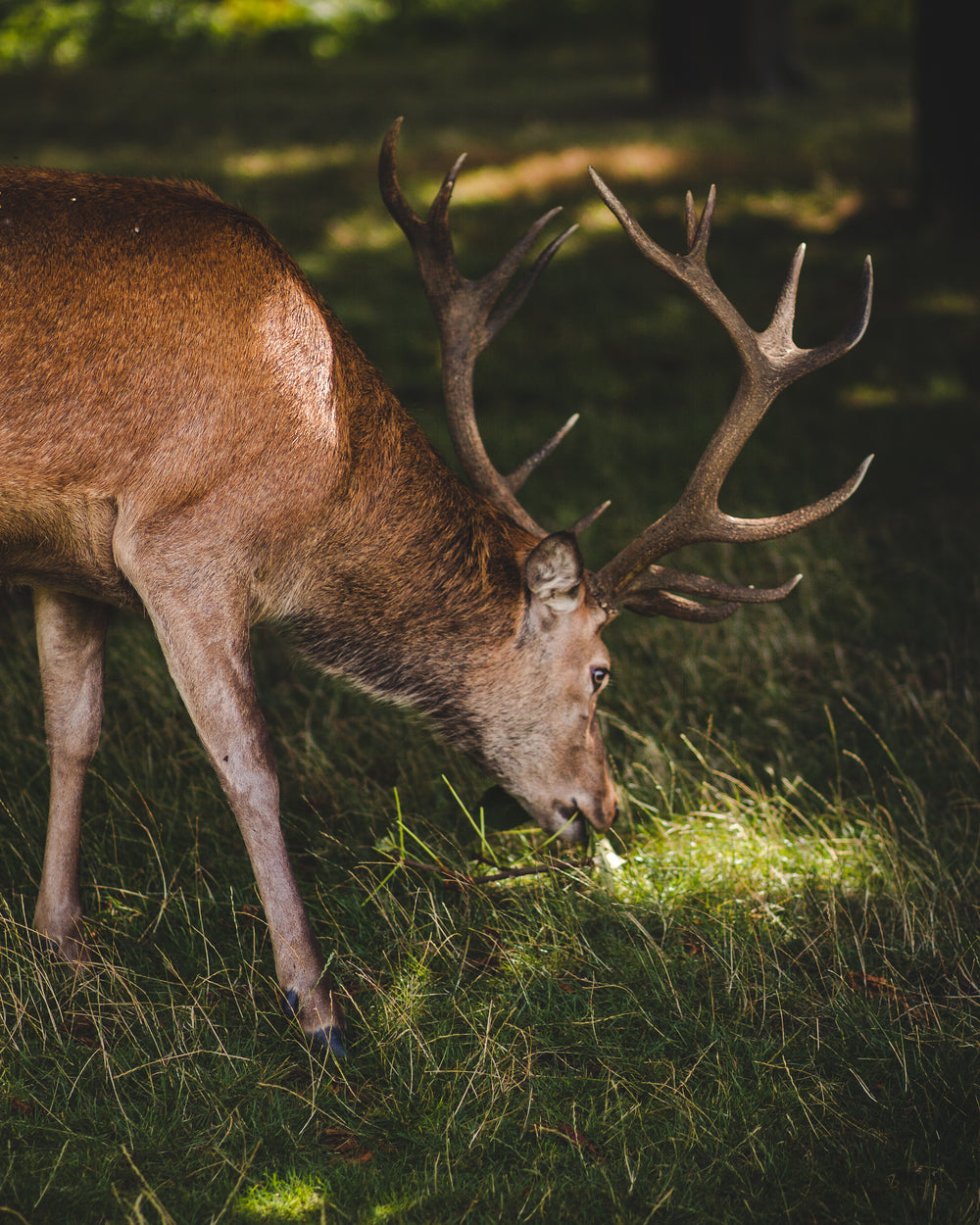 a stag in a sun-speckled wood