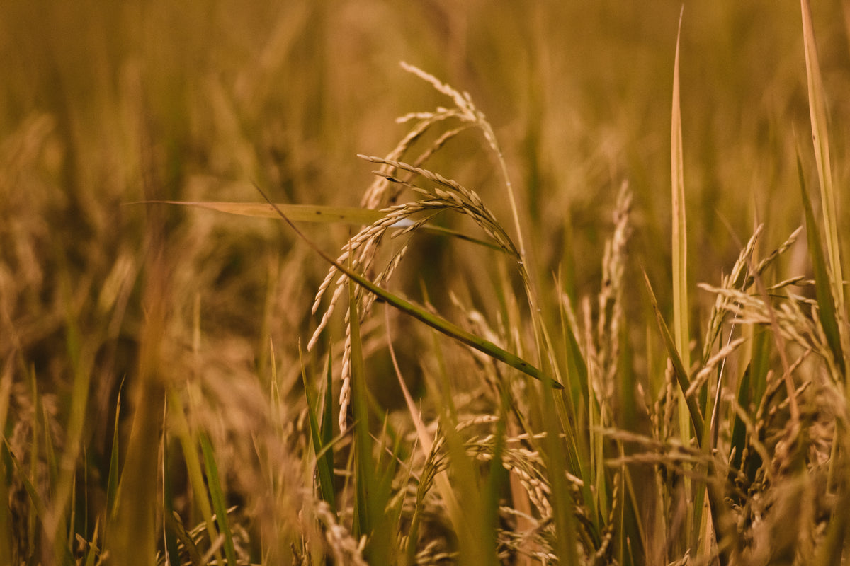 a stem of wheat in a field