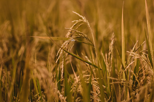 a stem of wheat in a field