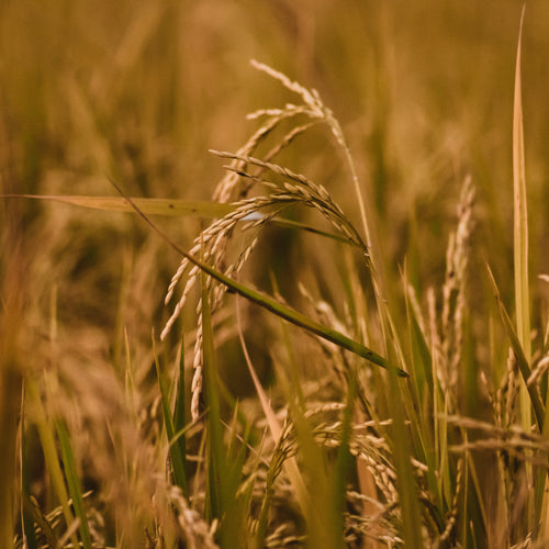A Stem Of Wheat In A Field