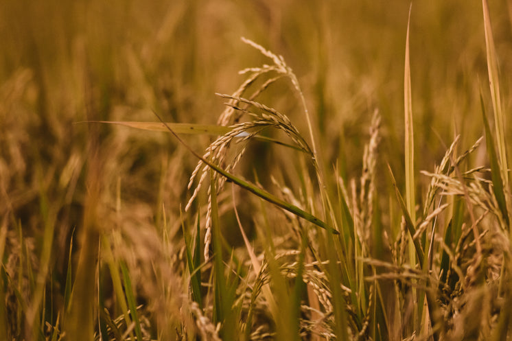 A Stem Of Wheat In A Field