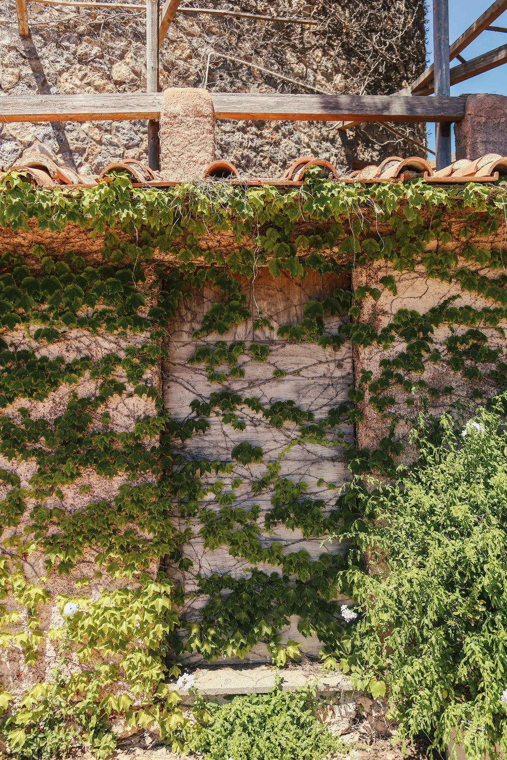 a stone wall of green leaves