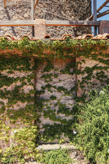 a stone wall of green leaves