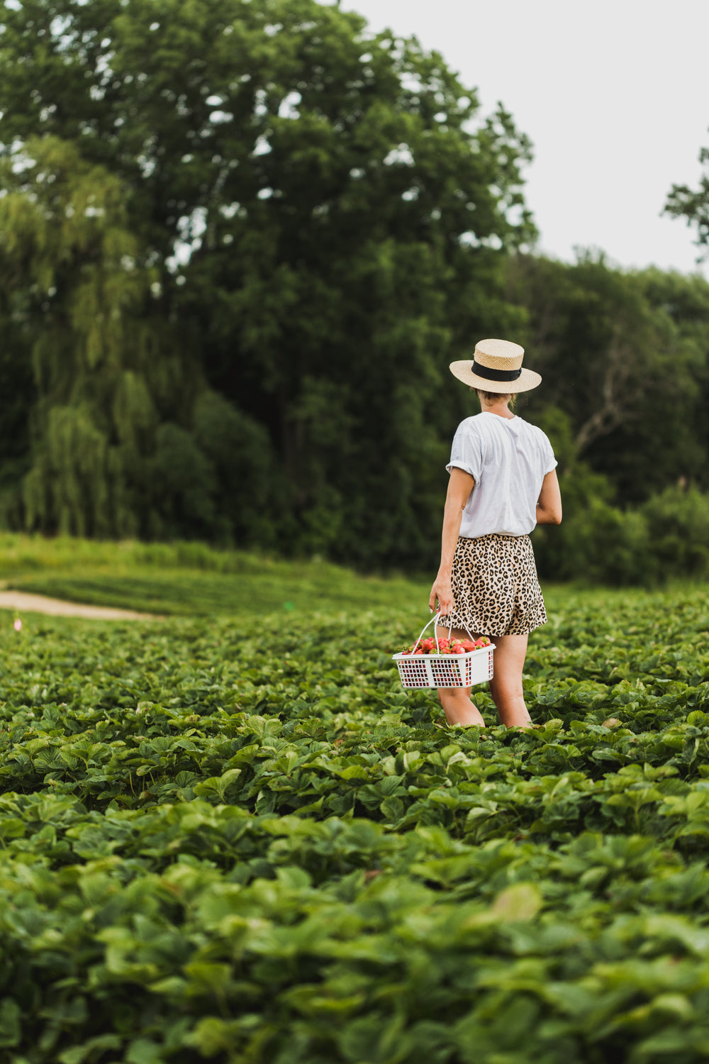 a strawberry walk