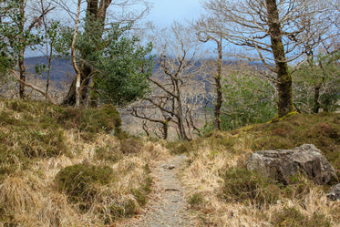 a sun-kissed grassy pathway leads to woods