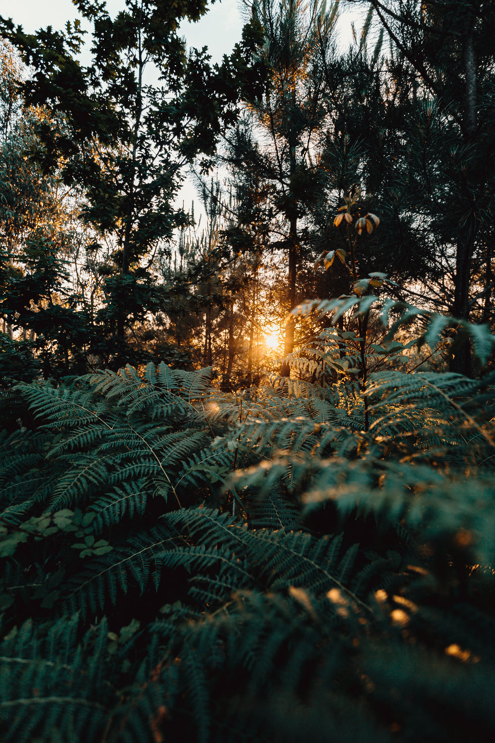 a sunset leaks through the trees in a forest