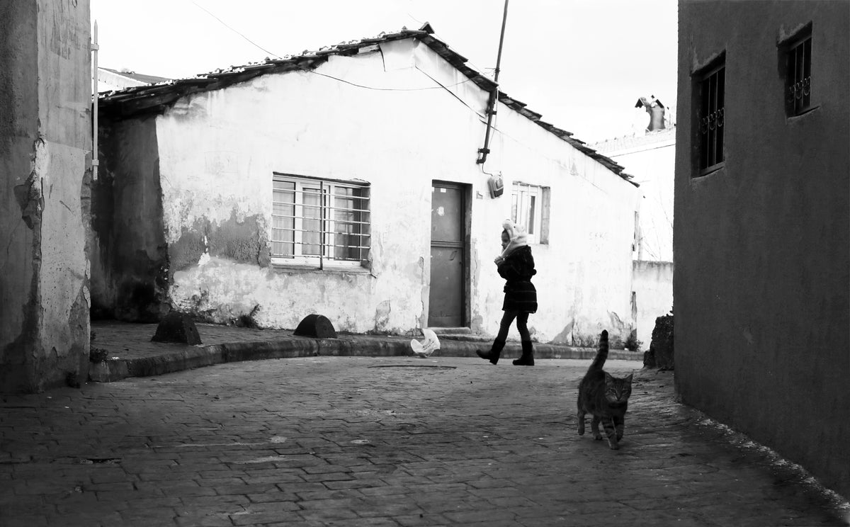 a tabby cat walking along a brick road