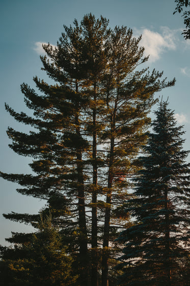 a tall tree captures the sunlight through branches