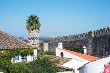 a tall tree dominates the horizon over an old wall