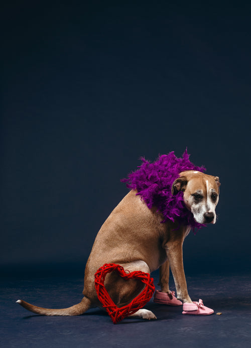 a tan dog in a purple feather boa and pink kids shoes
