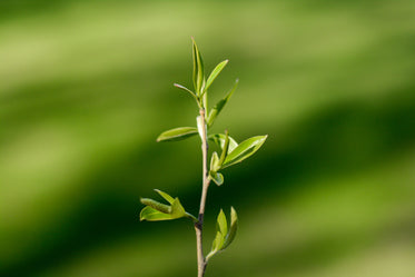 a tender branch reaches skyward with fresh young leaves